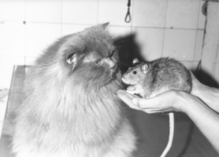 Katze und Ratte von Rita Thomas