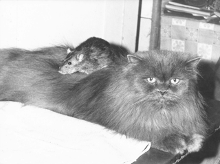 Katze und Ratte von Rita Thomas