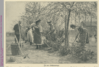Schülerinnen der Obst- und Gartenbauschule für Frauen gebildeter Stände in Marienfelde